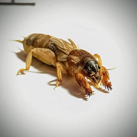 Mole Cricket, Cool Insects, Arthropods, Aesthetic Pics, Mole, Aesthetic Pictures, Bugs, Insects, Animals