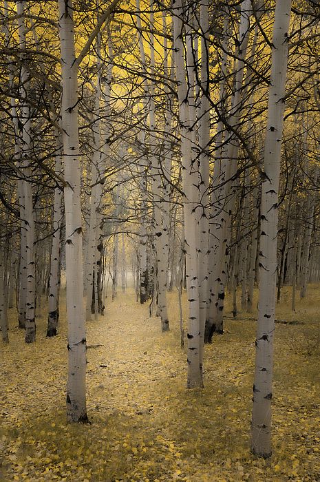 Fall Aspen Trees, Woods Autumn, Fall Woods, Aspen Forest, Edge Photography, Aspen Art, Autumn Woods, Colorado Fall, Colorado Art