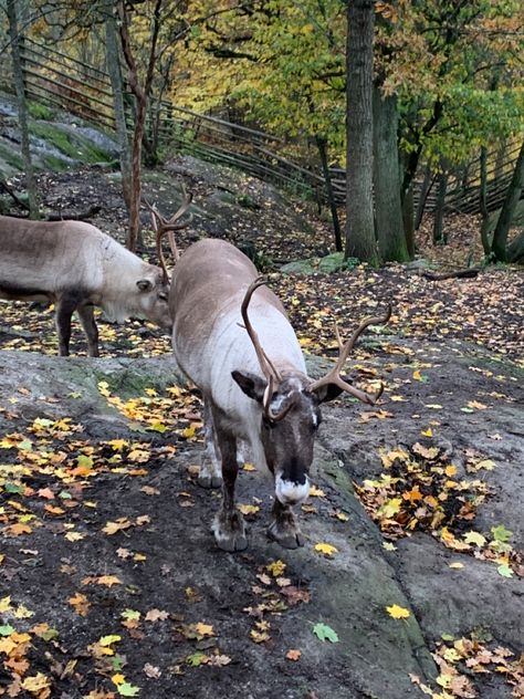 Sweden In November, Europe Fall Aesthetic, Scandinavian Culture Aesthetic, Northern Europe Aesthetic, Sweden Aesthetic Winter, Stockholm Sweden Aesthetic, Scandinavian Autumn, Swedish Aesthetic, Sweden Aesthetic