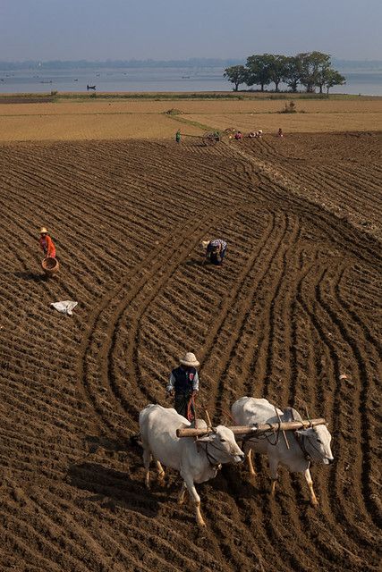 Agriculture, Amarapura | Farmers and bullocks cart, working … | Flickr Agriculture Pictures, Farmer Painting, Amarapura, Agriculture Photography, Bullock Cart, Agriculture Photos, Rural Photography, Army Images, Village Photography