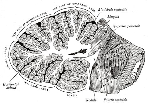 Anatomical Tattoo, Arbor Vitae, Tms Therapy, Spinal Fluid, White Matter, Brain Anatomy, Vintage Science, Magnetic Resonance, Social Behavior