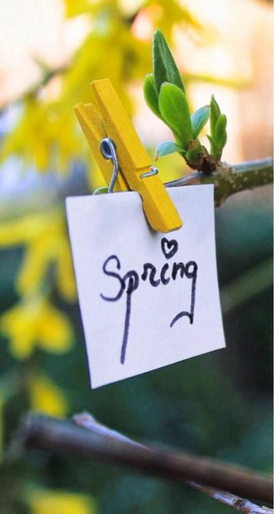 It's a beautiful world Spring Songs, Spring Magic, Spring Cottage, Hello March, Spring Fun, Spring Forward, Yellow Springs, Yellow Images, Spring Fever