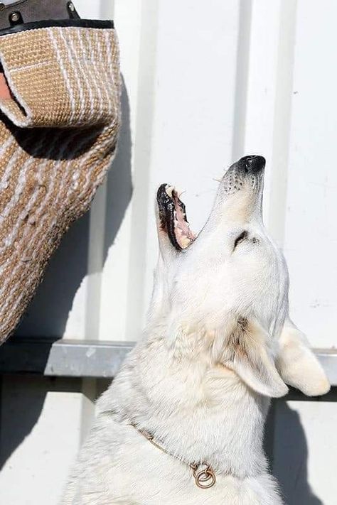 Swiss Shepherd, White Swiss Shepherd, White Shepherd, Canine Art, Types Of Dogs, Dog Biting, Sporting Dogs, Cattle Dog, Working Dogs