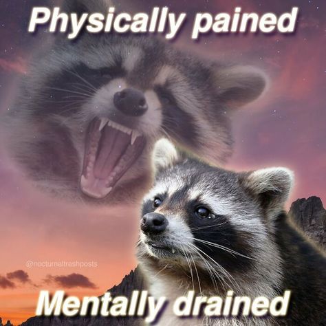 Possum Memes, Raccoon Memes, Trash Pandas, Raccoon Meme, Raccoon Funny, Trash Panda, Memes Humor, Racoon, Funny Reaction Pictures