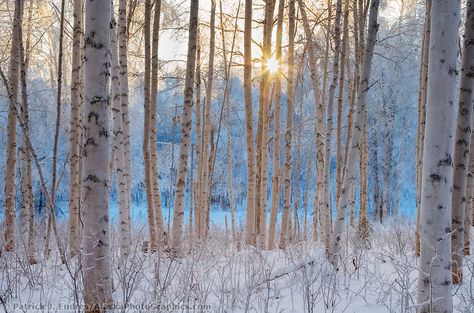 Alaska paper birch trees in winter hoar frost, Fairbanks, Alaska Birch Trees In Winter, Paper Birch Trees, Sun Through Trees, Log Reindeer, Snow Paintings, Forest In Winter, Trees In Winter, Snow Painting, Forest Drawing