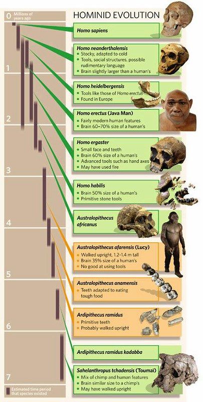 Hominid Evolution I İnfographic | Sinan Yılmaz | Flickr Pre Historia, Evolution Of Human, Biological Anthropology, Human Genetics, Homo Habilis, Forensic Anthropology, Human Evolution, Charles Darwin, Human Race