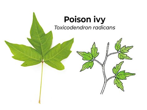 Poison ivy lookalikes: It can be hard to tell if the plant you’re looking at is poison ivy or a lookalike. Here’s our guide to identifying and getting rid of poison ivy safely. Ivy Leaves Tattoo, Poison Ivy Plant, Poison Ivy Vine, Poison Ivy Tattoo, Tattoo Bat, Identify Poison Ivy, Poison Tattoo, Poison Ivy Leaves, Wildlife Garden Design