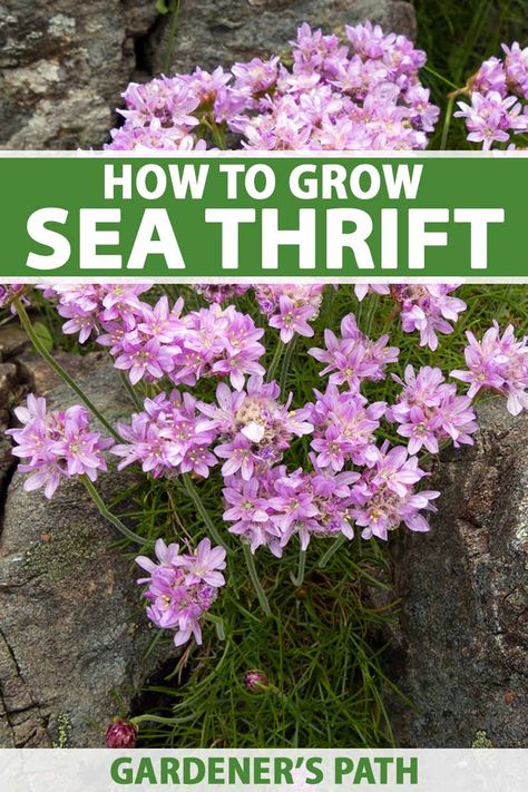 Sea Thrift, Blue Plumbago, Seaside Garden, Hardiness Zones, Herbaceous Perennials, Replant, Garden Soil, Spring Blooms, Ground Cover