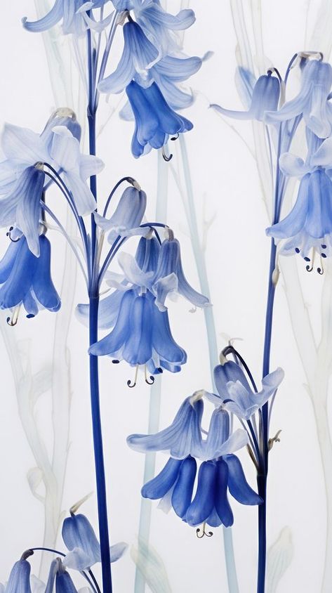 Bell Flower Wallpaper, Blue Bell Aesthetic, Blue Bell Flowers Drawing, Bluebells Aesthetic, Bluebell Wallpaper, Bluebells Flower, English Bluebells, Bluebell Flower, Nature Drawings