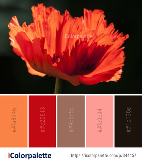 Color palette theme related to close up, flora, flower, Image, macro photography, orange, petal, plant, poppy family, red, wildflower, . Download color palette as Pdf, Adobe swatch and more. Eyeshadow Combinations, Red Color Names, Color Palette Photography, Red Color Combo, Orange Paint Colors, Color Palette Theme, Nude Color Palette, Red Color Combinations, Graphics Design Inspiration