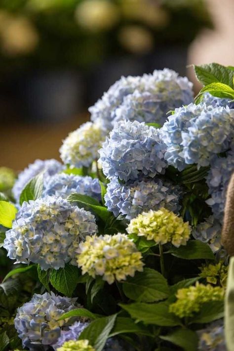 Endless Summer Hydrangea Care, Pruning Endless Summer Hydrangeas, Reblooming Hydrangea, Hardy Hydrangea, Summer Hydrangea, Hydrangea Shrub, Bigleaf Hydrangea, Endless Summer Hydrangea, Hydrangea Care