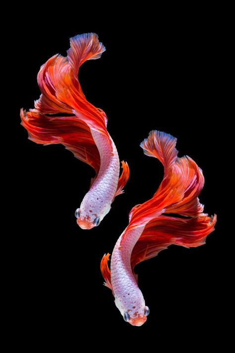 Red Betta Fish, Fish Tank Themes, Cr7 Wallpapers, Koi Art, Beta Fish, Fish Wallpaper, Fish Drawings, Pet Fish, Beautiful Fish