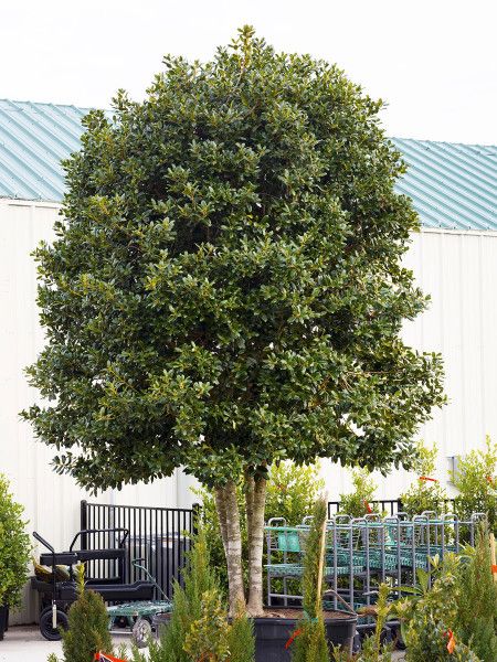 Tree-form Nellie R. Stevens hollies like this are somewhat uncommon in nurseries, but smaller sizes are increasingly available. (Photo from several months ago at Covington’s Nursery in Rowlett.) Nellie Stevens Holly Landscaping, Eagleston Holly Trees Landscaping, Yaupon Holly Tree, Nellie Stevens Holly Tree, Nellie Stevens Holly, Schinus Molle Trees, Privacy Bed, Texas Living, Brick Path