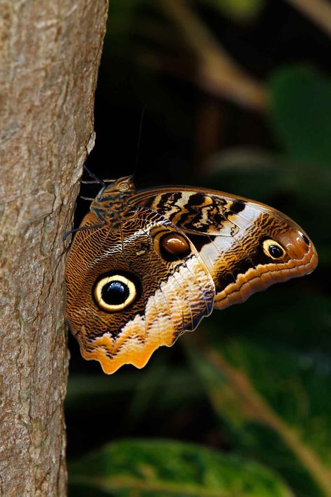 Brown Butterfly Meaning And Symbolism (2023) • Colors Explained Brown Butterfly Meaning, Brown In Nature, Rainforest Insects, Brown Moth, Butterfly Symbolism, Brown Things, Butterfly Colors, Cool Butterfly, Butterfly Meaning