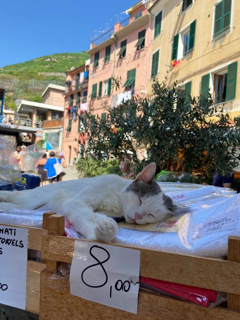 Summer Cats Aesthetic, Cats In Italy, Italy Cinque Terre, Summer Cats, Cat Napping, Summer Cat, Cat Summer, Cat Boarding, Stray Cat