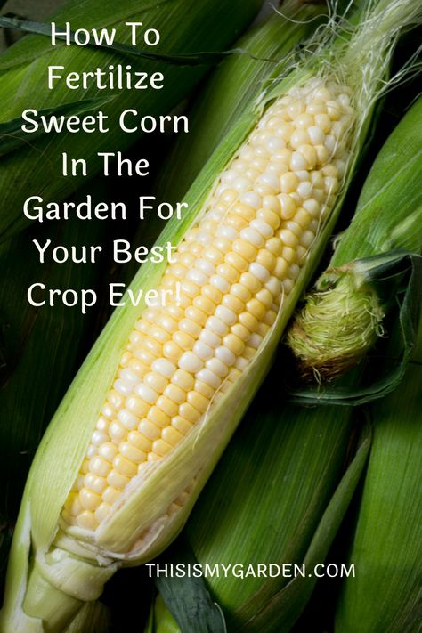 Growing Corn From Seed, How To Grow Sweet Corn, How To Grow Corn, Planting Corn In Garden, Fertilizing Vegetable Garden, Corn In Raised Garden Bed, Growing Corn In Raised Bed, Harvesting Corn, Planting Corn