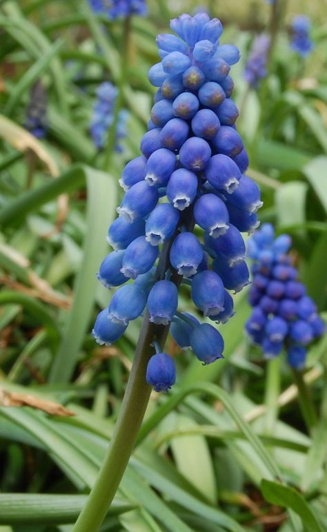 Musk Hyacinth (Muscari Neglectum) has edible flowers and bulbs! The bulbs can be boiled and pickled (appetite stimulant and diuretic). #bulbousplants #bulbous #plants #bulbs Planting Grapes, Botanical Library, Taxation Without Representation, Growing Bell Peppers, Trout Lily, Grape Growing, Bulbous Plants, Grape Hyacinth, Photo Flowers