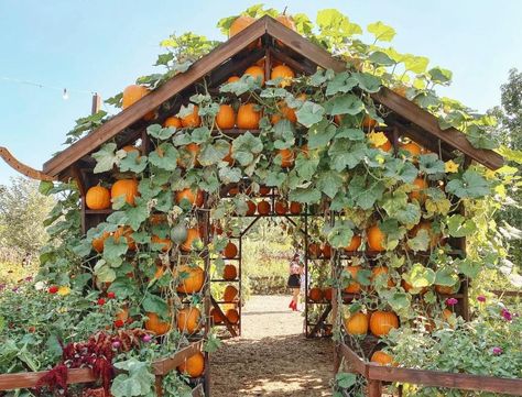 Garden Board, Best Pumpkin Patches, Edible Gardening, Dreamy Garden, Pumpkin Patches, Fall Decor Ideas, Veg Garden, Best Pumpkin, Vegetable Garden Design