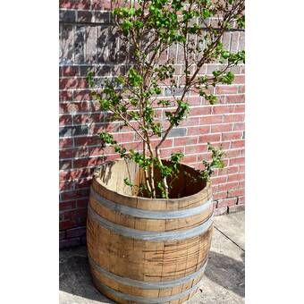 Rosalind Wheeler Monceau 2-Piece Planter Box Set | Wayfair Wine Barrel Garden, Wood Barrel Planters, Cast Shadow, Wine Barrel Planter, Well Cover, Wood Barrel, Barrel Planter, Wine Barrels, Plant Decor Indoor