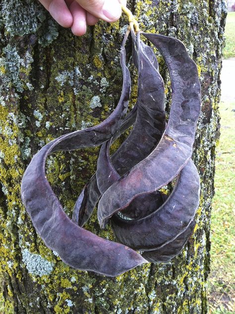 honey locust (Gleditsia triacanthos) - Photo by Randy - Honey locust bearing fruit, Albert Lea, MN, October 2016 - http://www.minnesotaseasons.com/Plants/honey_locust.html Minnesota Plants, Honey Locust, Nook, Minnesota, Honey, Fruit, Plants, Animals