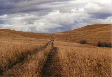 Konza Prairie public hiking trail, near Manhattan, Kansas. A must-do if you're in the area. Kansas Nature, Kansas Scenery, Konza Prairie, Tallgrass Prairie, Manhattan Kansas, Pure Country, Flint Hills, Kansas Usa, Eco Life