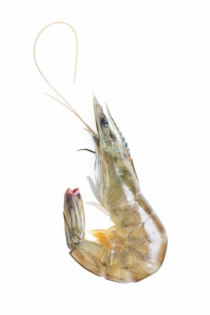 Seafood Crepes, Fresh Fish Photography, Fresh Shrimp, Prawn Shrimp, Watercolor Tips, Fish Drawings, Crustaceans, Fresh Fish, Photo Editing Software