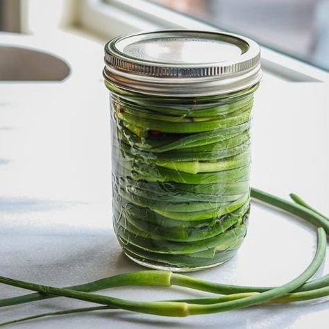 Garlic Scape Refrigerator Pickles - Urban Farm and Kitchen Refrigerator Garlic Pickles, Garlic Scapes Pickled, Pickled Garlic Scapes Recipes, Garden Preservation, Pickled Garlic Scapes, Scape Recipes, Pickled Things, Freezing Recipes, Refrigerator Pickle Recipes