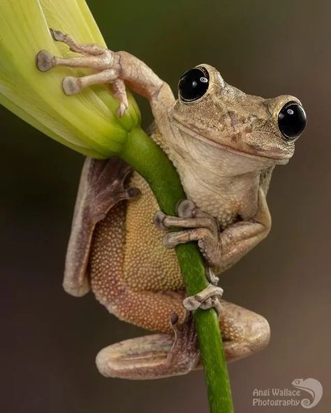 Cuban Tree Frog, Regard Animal, Pet Frogs, Baby Frog, Frog Wallpaper, Frog Illustration, Frog Pictures, Frog Tattoos, Funny Frogs