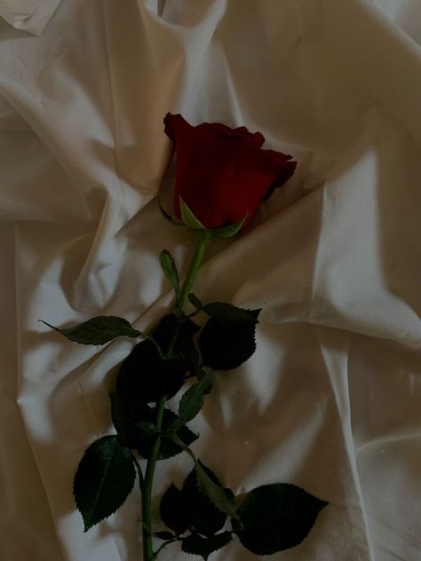 #love #rose #aesthetic #gifts #red #white #background #wallpaper Red White Background, Red Roses Background, Red And White Wallpaper, Aesthetic Gifts, White Background Wallpaper, Rose Aesthetic, Red And White Roses, Rosé Aesthetic, + Core + Aesthetic