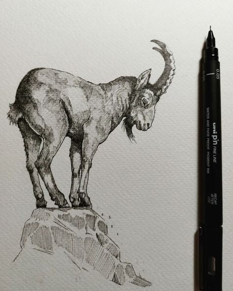 Goat Drawing Realistic, Goat Drawing Sketch, Mountain Goat Drawing, Goat Sketch, Goat Images, Goat Drawing, Paint Animals, Color Unit, Goat Art