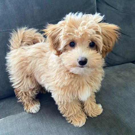 Here Are the 16 Coton de Tulear Mix Breeds 11 Coton De Tulear Puppy, Coton De Tulear Dogs, Lovers Tattoo, Mixed Breed Puppies, Bred 11, English Dogs, Tattoos For Dog Lovers, Coton De Tulear, Havanese Dogs