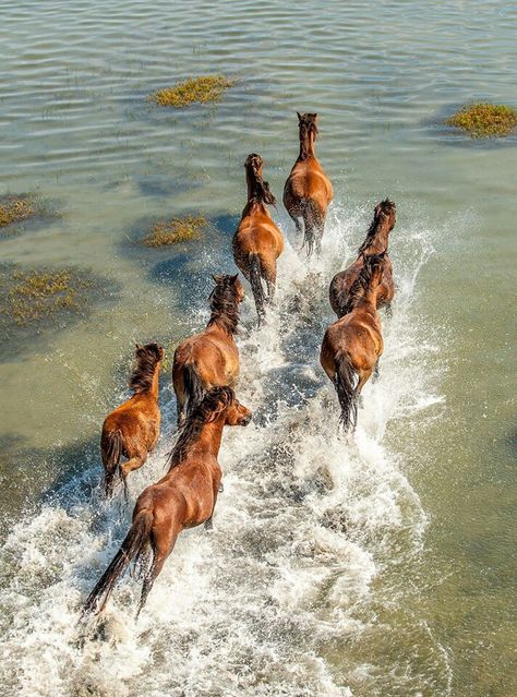 Beautiful Wild Horses Wild Horse Aesthetic, Western Core, Herd Of Horses, Beaufort Nc, Horse Herd, Horse Wallpaper, Horse Videos, Horse Aesthetic, Wild Horse