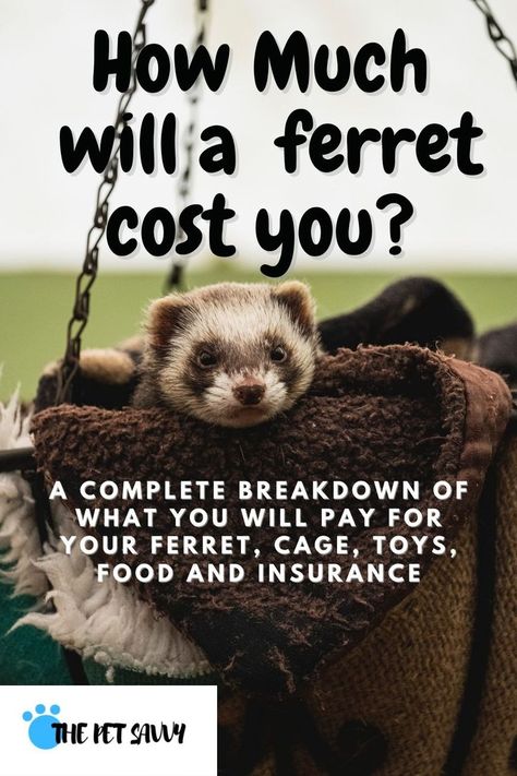 Ferret Accessories, Ferret Toys, Ferret Cage, A Ferret, Cat Nutrition, Pet Health, Ferret, Pet Care, Pet Toys