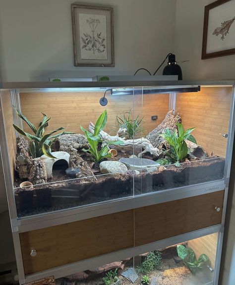 Cute Reptile Enclosure, Lizard Enclosure Ideas, Natural Bearded Dragon Enclosure, Leopard Gecko Vivarium Ideas, Cool Snake Enclosures, Hog Nose Snake Enclosure, Snake Cage Ideas, Leopard Gecko Enclosure Ideas, Bearded Dragon Vivarium Ideas