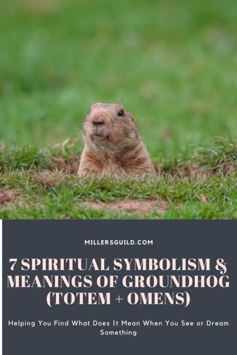 7 Spiritual Symbolism & Meanings of Groundhog (Totem + Omens) Groundhog Spiritual Meaning, Animals Symbolism, Totem Animals, Strive For Success, Sign Meaning, Personal Boundaries, Animal Help, Your Higher Self, Animal Symbolism