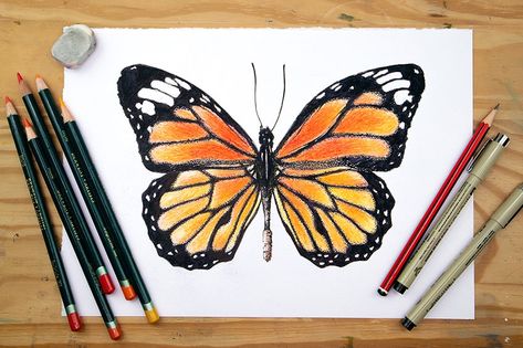 How to Draw a Monarch Butterfly – Realistic Drawing Tutorial Monarch Drawing, Monarch Butterfly Drawing Outline, Butterfly Realistic Drawing, Colored Pencil Butterfly, Monarch Butterfly Outline, Realistic Butterfly Drawing, Monarch Butterfly Drawing, Easy Realistic Drawings, Monarch Butterfly Tattoo