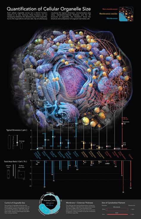 What Is Biology, Science Communication, A Level Biology, Microscopic Photography, Basic Anatomy And Physiology, Biology Facts, Biology Art, Human Body Anatomy, Science Illustration