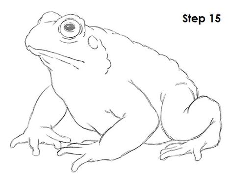 Toad Drawing Step By Step, Toad Drawing Tutorial, Toad Illustration Drawings, Simple Toad Drawing, How To Draw Toad Step By Step, Toad Sketch Drawings, Toad Line Art, Toad Drawing Reference, Bull Frog Drawing