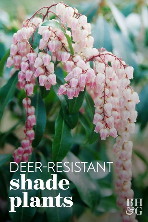 Deer Resistant Shade Plants, Plant Palette, Pieris Japonica, Woodland Gardens, Broadleaf Evergreen, Shade Garden Plants, Deer Resistant Plants, Landscaping Inspiration, Green Stuff