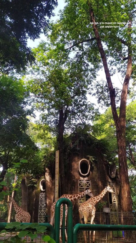 kebun binatang Mysore Zoo Photography, Mysore Zoo, Zoo Date, Recreating Photos, List Date, 2024 Wishes, Zoo Pictures, Zoo Day, Date Inspo