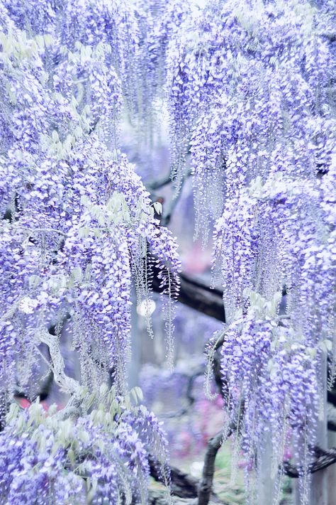 Blue Wisteria Aesthetic, Purple Wisteria Aesthetic, Wisteria Tree Aesthetic, Wisteria Flower Aesthetic, Aesthetic Wisteria, Wisteria Aesthetic, Wisteria Blue, Blue Wisteria, Wisteria Flower