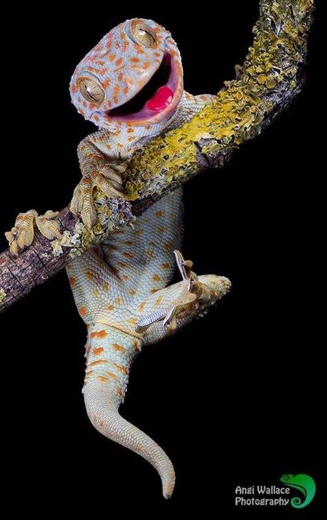 The Tokay gecko (Gekko gecko) is one of the largest species of geckos and is native to Asia and some Pacific Islands. Males range from about 13-16 in (35-40 cm) and females about 8-12 in (20-30 cm). There are two variants of tokay geckos: a red-spotted and a black-spotted. In the red-spotted tokay gecko, these spots range from light yellow to red and overlay a bluish or grayish body. Since they can lighten or darken their skin color, this helps them to camouflage in t Spotted Gecko, Tokay Gecko, Cartoon Character Tattoos, Reptile Skin, Wild Animals Pictures, Cute Reptiles, Komodo Dragon, Pacific Islands, Decoration For Living Room