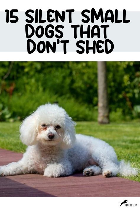 15 Silent Small Dogs That Don't Shed Toy Dogs Breeds, Small Dogs That Dont Shed, Non Shedding Dog Breeds, Quiet Dog Breeds, Low Shedding Dogs, Dog Breeds That Dont Shed, First Time Cat Owner, Small Breed Dogs, Cat Advice