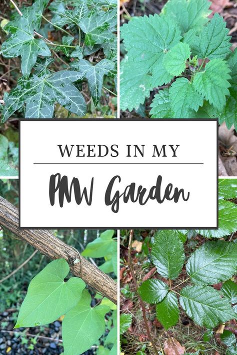 English ivy, stinging nettle, morning glory, blackberry Pnw Gardening, Pnw Garden, Pacific Northwest Garden, Management Strategies, Too Cold, The Pacific Northwest, My Garden, The Pacific, Weeding