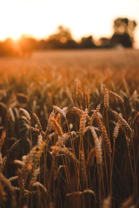 Growing from Seed – The Farm Gal Chronicles Agriculture Photography, Farmers Day, Field Wallpaper, Wheat Field, Wheat Fields, Sunset Wallpaper, Photography Wallpaper, Sunset Pictures, Nature Backgrounds