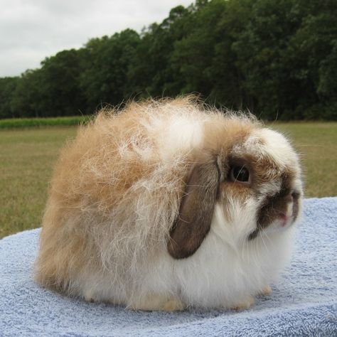 Breed: American Fuzzy Lop.  Comes in tones of colors. Must be compact as shown with even fuzziness around body. American Fuzzy Lop, Bunny Buns, Fluffy Bunnies, Pet Rabbit Care, Lop Rabbit, Female Rabbit, Young Rabbit, Rabbit House, Adorable Bunnies