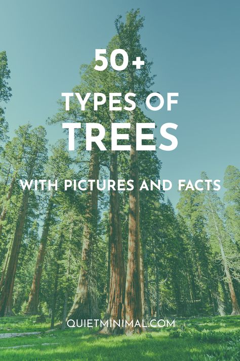 Sitka Spruce Tree, Tree Knowledge, Tree Identification Chart, Types Of Evergreen Trees, Plants Identification, Types Of Pine Trees, Identifying Trees, Yard Trees, Tree Types