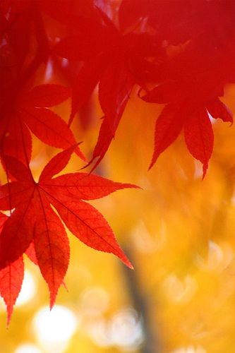 momiji #2 | Flickr - Photo Sharing! Yellow And Red Aesthetic, Red Yellow Aesthetic, Red And Yellow Aesthetic, Red And Yellow Wallpaper, Yellow Red Aesthetic, Colours Aesthetic, Colour Aesthetic, Color Boards, Color Aesthetic