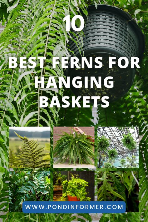 Discover the perfect fern varieties for hanging baskets, adding elegance and greenery to your indoor or outdoor spaces. These ferns are chosen for their trailing habits and suitability for container gardening. #HangingBaskets #Ferns #ContainerGardening