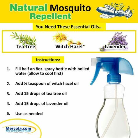 Tea Tree And Witch Hazel, Diy Mosquito Repellent, Natural Mosquito Repellent, Fruit Fly Trap, The Pest, Natural Mosquito Repellant, Household Pests, Insect Spray, Flea Prevention